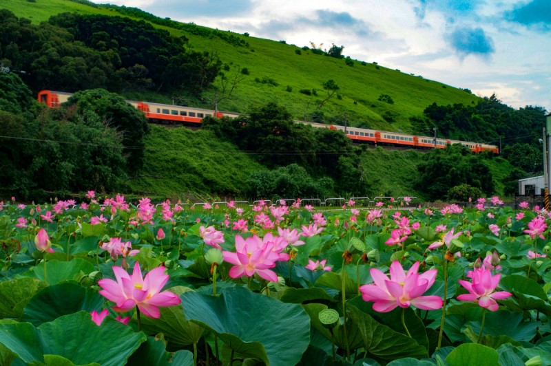 清水區五福圳自行車道可拍到荷花火車的美景。（觀旅局提供）