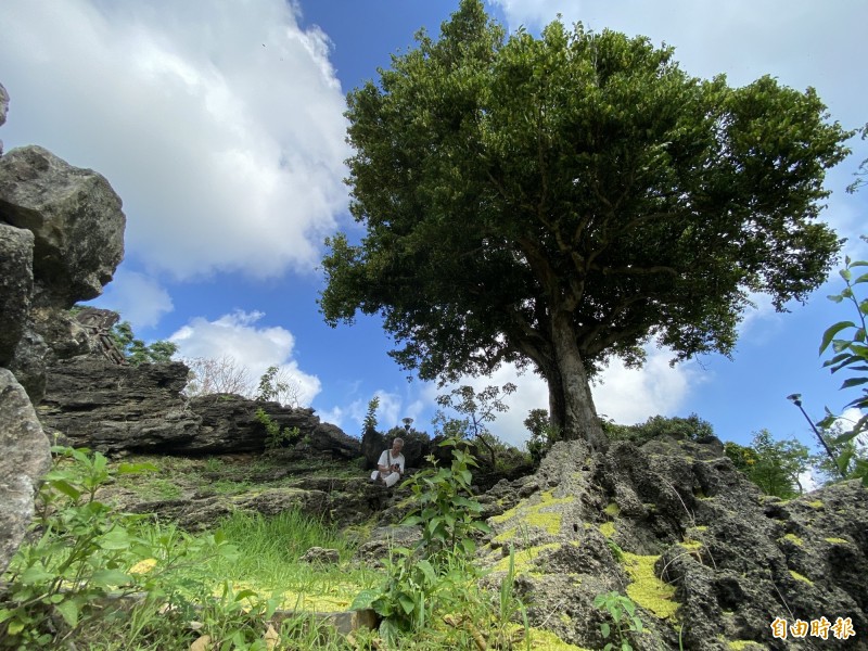 恆春鐵色樹開花落下黃金雨奇景。（記者蔡宗憲攝）