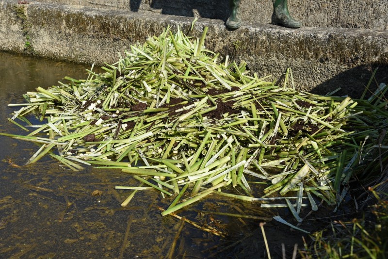 進入茭白筍盛產期，收成後廢棄的筍殼處理棘手。（南投縣政府農業處提供）