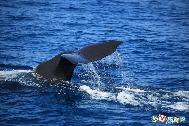 花蓮今早出現今年首頭抹香鯨，作出「舉尾下潛」動作。（多羅滿賞鯨提供）