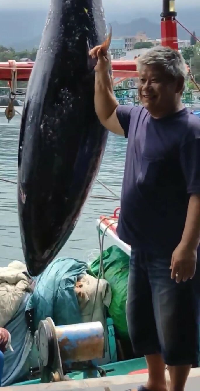 成功漁港今年捕獲黑鮪魚的數量較往年大幅增加。（記者黃明堂翻攝）