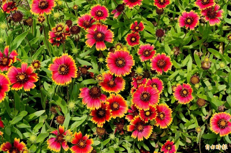 澎湖復刻菊島意象大規模種植天人菊 生活 自由時報電子報