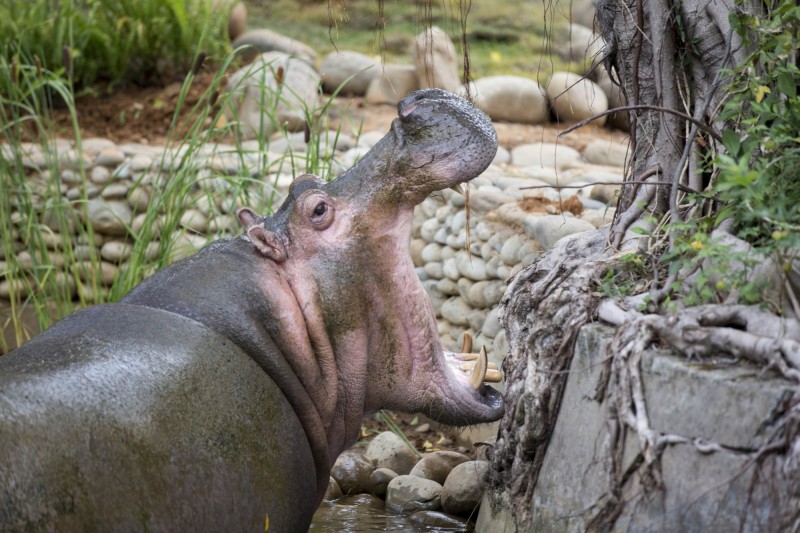 新竹動物園7日起團體票8折！（記者蔡彰盛翻攝）