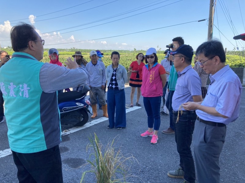 今天再度現勘南州的稻田。（記者陳彥廷翻攝）