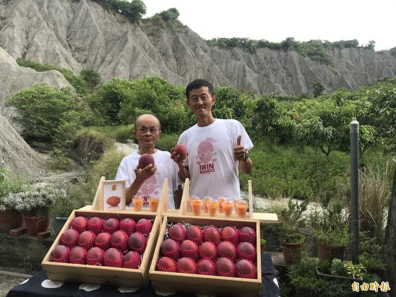 台南大內青農葉財成（右）9年前返鄉，接手父親葉清影（左）種植40多年的芒果園。（記者萬于甄攝）