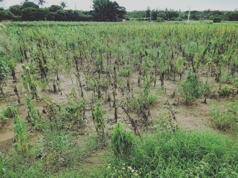 屏東縣芝麻（胡麻）也在5月豪雨受損。（屏東縣政府提供）