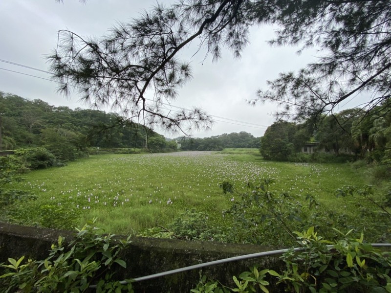 造橋鄉平興村一處灌溉山塘，水面上長滿布袋蓮，宛如一片大草地，遊客經過讚嘆美麗，但當地居民卻憂心恐成為生態浩劫。（記者鄭名翔攝）