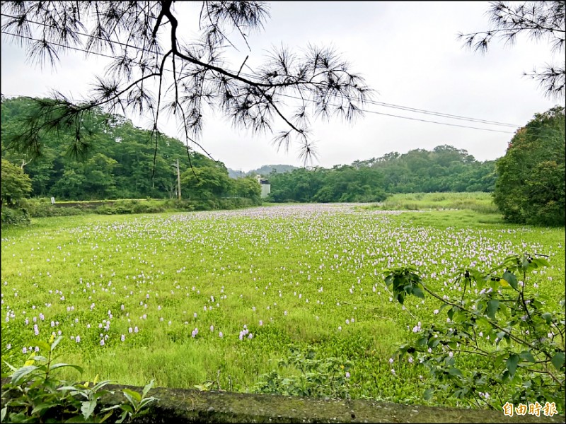 造橋鄉平興村一處灌溉山塘，水面上長滿布袋蓮，宛如一片大草地，遊客經過讚嘆美麗，當地居民卻憂心造成生態浩劫。（記者鄭名翔攝）