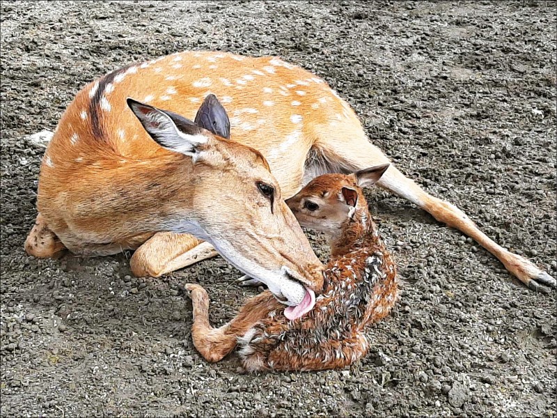 花蓮開心農場 新生小鹿萌樣迎賓