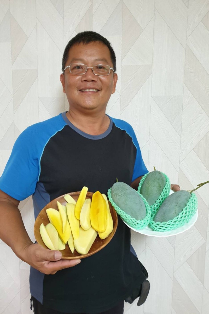 屏東果農潘連進以11年時間馴化「翡翠芒果」，生吃、熟吃各有風味。（農糧署南區分署提供）