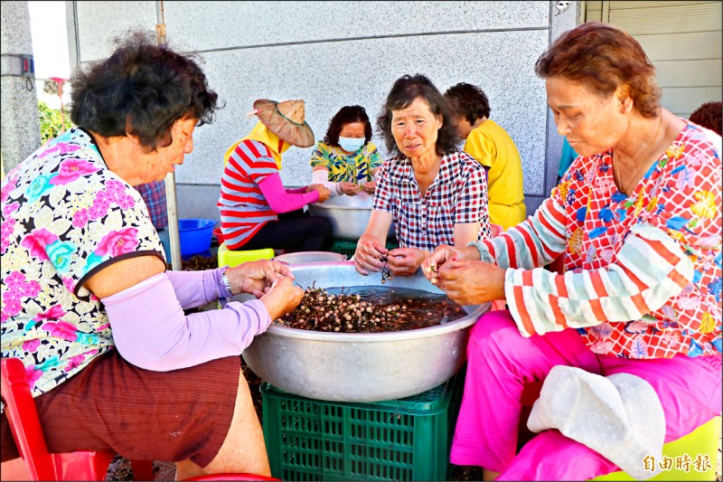 台南南安居民拈破布子 古早味飄香