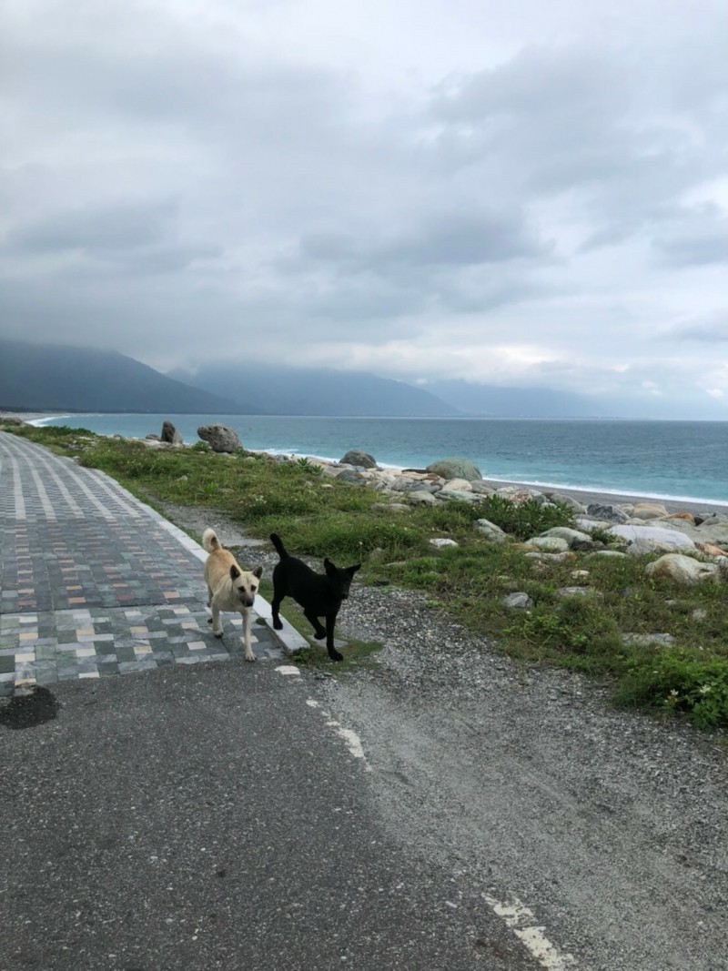 花蓮縣流浪犬問題備受關注，知名七星潭常有浪浪群聚。（花蓮縣議員張美慧提供）