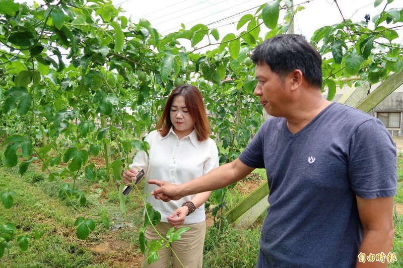 埔里鎮大坪頂百香果專業區今年第一期百香果大量出現開花慢少結果現象，農民懷疑使用的種苗有問題。（記者佟振國攝）