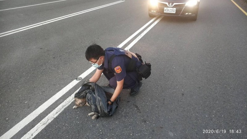 暖心員警替倒斃快車道的流浪貓收屍，感動不少網友。（圖取自高雄林園分局臉書）