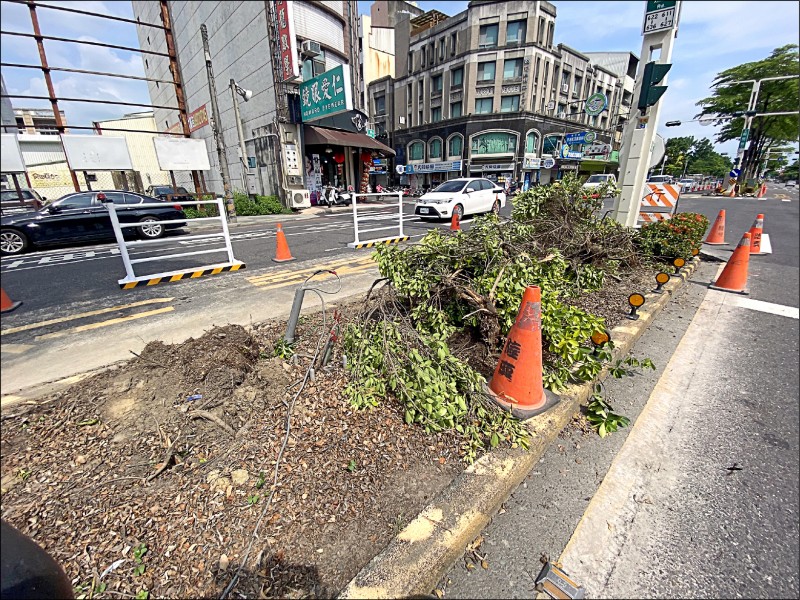 嘉市新民路黃金榕遭施工單位挖除。（蔡文旭提供）