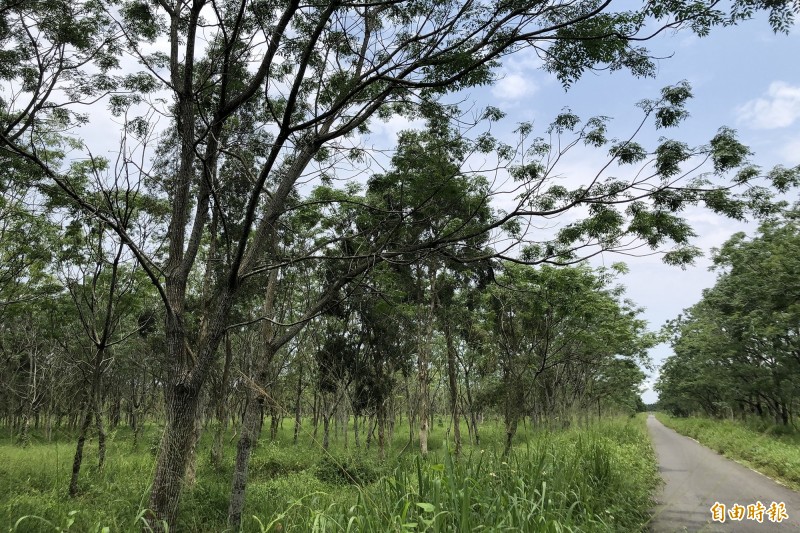 台糖擬在屏東萬巒的平地造林土地開發太陽能光電，引發「砍樹種電」爭議。（記者邱芷柔攝）