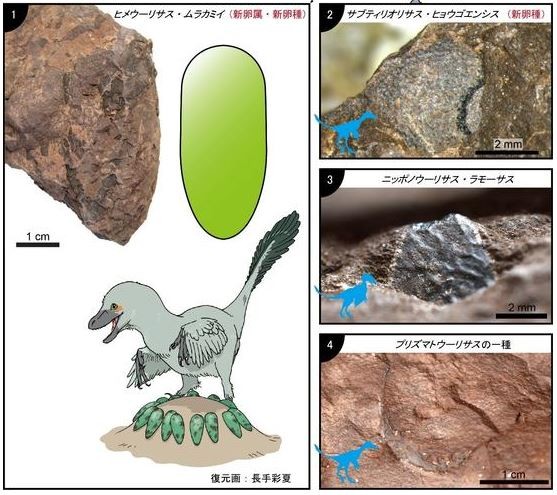 重量只有10公克 日本出土世上最小恐龍蛋化石 國際 自由時報電子報