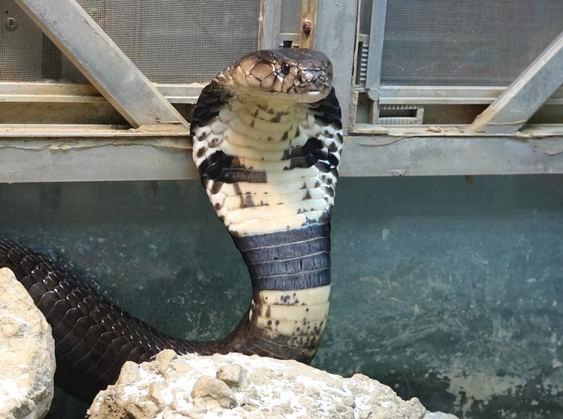 眼鏡蛇身世誤會大北市動物園端午節推 兩棲爬蟲特展 解密 生活 自由時報電子報