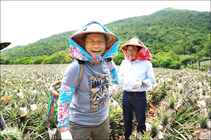 交通部長林佳龍戴斗笠下田採鳳梨。（交通部提供）