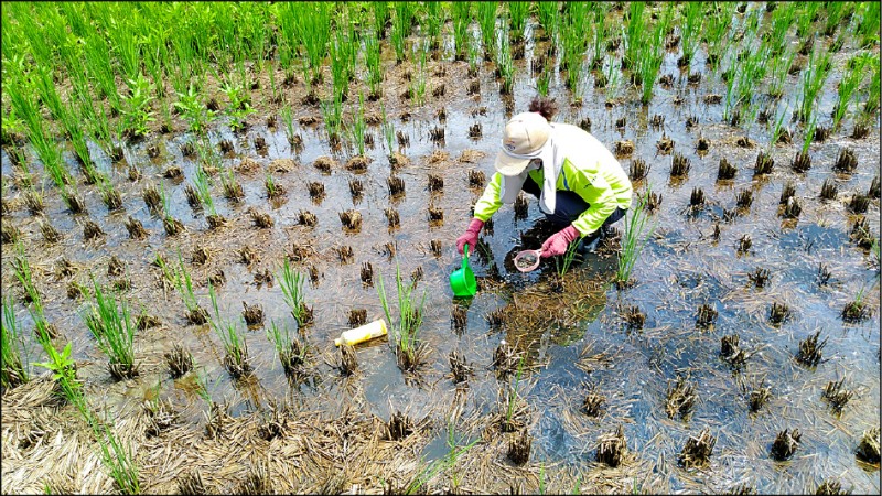 防疫人員在在水稻田進行蘇力菌生物防治滅蚊防日本腦炎病媒蚊。（高市衛生局提供）