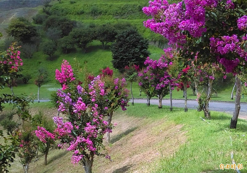 南投縣草屯鎮富寮里佔地10公頃農園，園內有500棵紫薇開花了。（記者陳鳳麗攝）