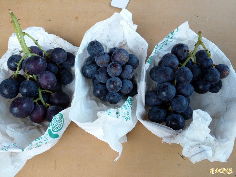 寒害致 公孫粒 暴增信義葡萄大減4成 生活 自由時報電子報