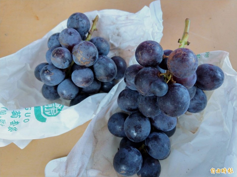寒害致 公孫粒 暴增信義葡萄大減4成 生活 自由時報電子報