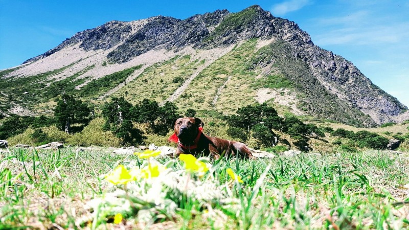 比特犬流浪南湖大山圈谷熱心山友 再給小花花一點時間 生活 自由時報電子報