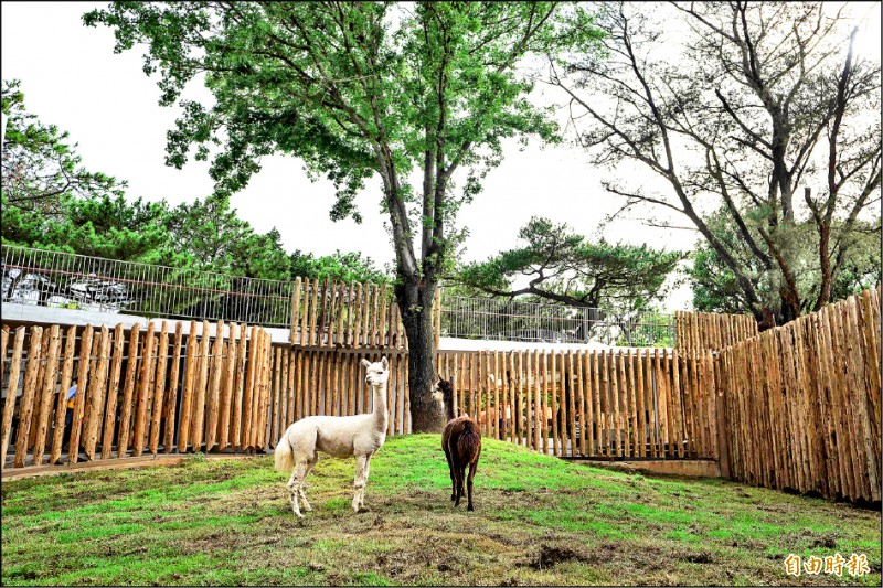 新竹市立動物園增加新成員，遠從高雄壽山動物園來做客的兩隻羊駝「咖啡」與「牛奶」，經過幾個月適應，昨天起與遊客見面。（記者洪美秀攝）