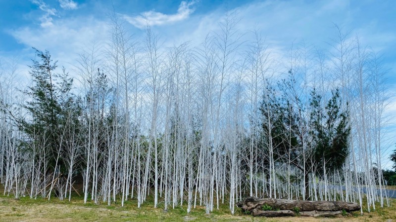 壯圍沙丘旅遊服務園區的迷霧森林地景以400根染白孟宗竹打造。（東北角風景區管理處提供）