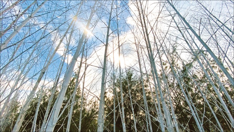 宜蘭縣壯圍沙丘旅遊服務園區，今年打造全新純白的「迷霧森林」地景；創作者游文富利用400根染白的孟宗竹，將沙丘打造成白色竹林，被園區服務人員稱作是「夏日夢境」，為11月即將到來的沙丘地景藝術節暖身。
（圖文︰記者張議晨）