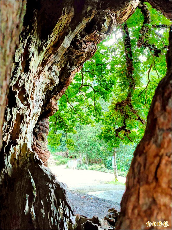 茄苳神木主幹上有個樹洞，從背面特定角度望去神奇呈現出台灣地圖。（記者佟振國攝）