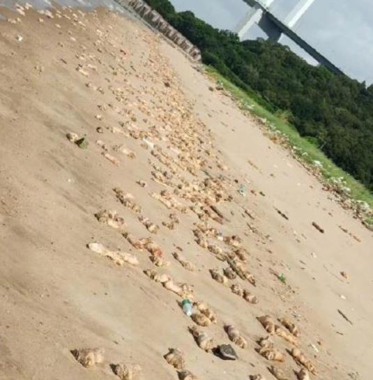 中國東莞市虎門威遠島的沙灘上，竟在一夜之間出現大量豬腳以及動物內臟，畫面相當驚人，目前當地工作人員已經全力投入「清理豬腳」的工作，當地公安部門也開始進行調查。（圖擷自微博）