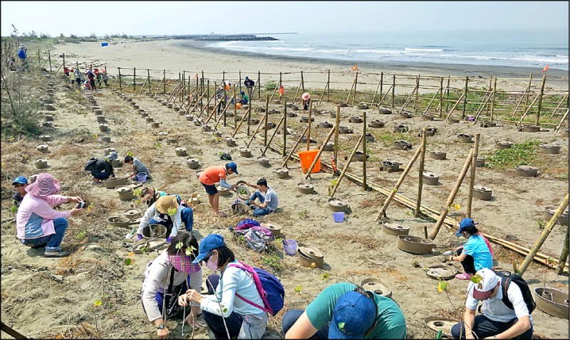 將軍海岸造林保護海岸。（記者楊金城翻攝）