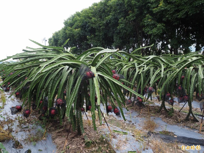 偷10顆火龍果被主人當場抓到送法辦，火龍果沒得手還被法官判處罰金1萬元。示意照與新聞無關。（記者陳鳳麗攝）