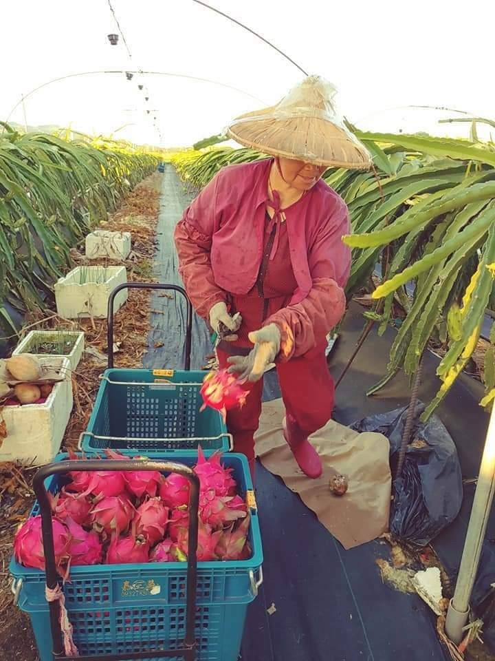 東山火龍果產量為台南第一，目前進入產季，東河派出所召開社區治安座談會，警方強調持續加強護果，也呼籲看到可疑人車立即通報。（記者王涵平翻攝）