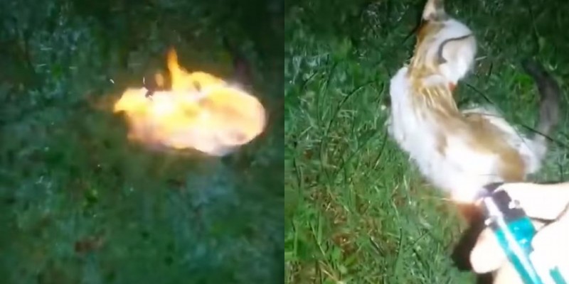 大馬驚傳有人放火燒貓，被懸賞1萬令吉緝凶。（圖取自馬來西亞動物協會）