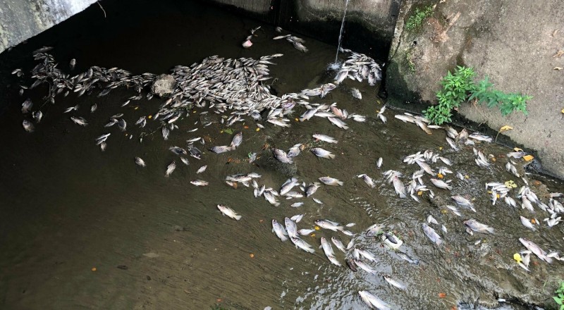 南投市內轆大排發生魚群大量暴斃意外。（記者謝介裕翻攝）