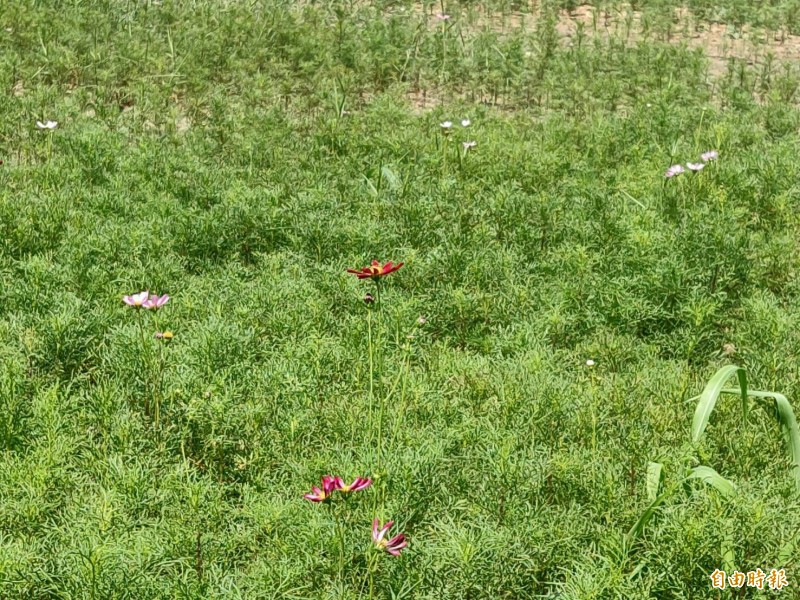 台南新市波斯菊花海可望父親節盛開 生活 自由時報電子報