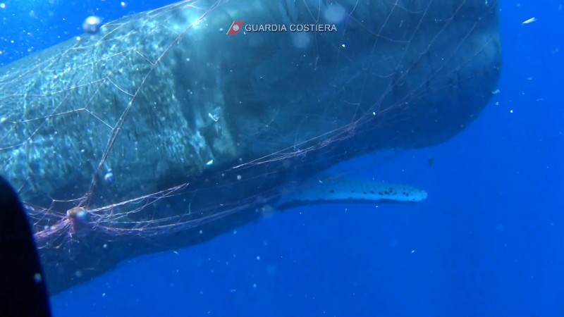 一條抹香鯨在義大利的利帕里島附近海域被廢棄漁網纏住。（路透）