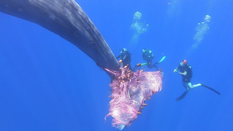 潛水員花了3天時間才將部分漁網割下，不過牠的尾巴仍有魚網纏繞住，由於其已下潛，救難人員正積極尋找其下落。（路透）
