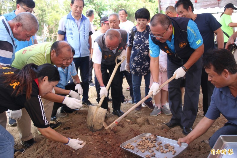 苗栗縣長苗栗縣長徐耀昌、苗栗縣副議長李文斌、鎮長朱秋隆今早一起至溪洲社區下田拔花生、戴著手套焢花生、雞蛋，體驗早年農村趣。（記者鄭名翔攝）