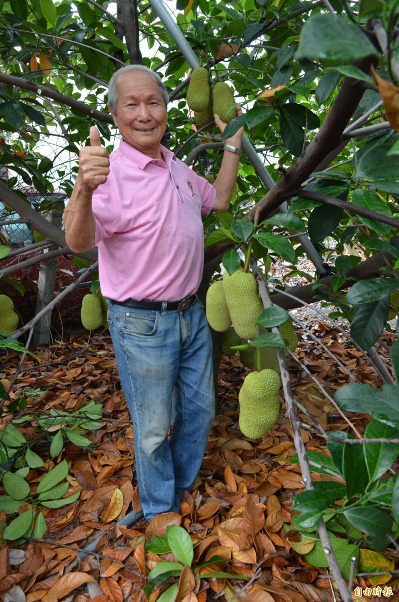 退而不休，80歲葉金櫻獲產銷履歷達人。（記者邱芷柔攝）