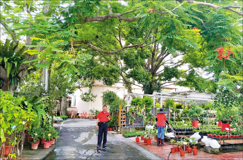 氣候炎熱，彰化縣田尾鄉公路花園觀光進入淡季，卻有一家依舊門庭若市。業者許再生表示，20年前開始在店內種樹，種20棵以上鳳凰木、芒果樹等，只種不賣，這些樹木現在已長至3樓高，遊客入園到處可乘涼，回流率高，即使觀光淡季，業績仍上漲3成以上。（圖文：記者陳冠備）