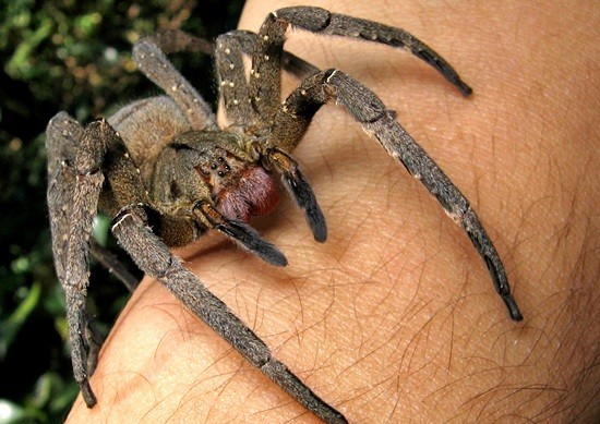 巴西流浪蜘蛛（見圖）是世界上具有劇毒的蜘蛛之一，不應輕易讓牠爬到身上。（圖取自Wikimedia Commons免費媒體存儲庫）