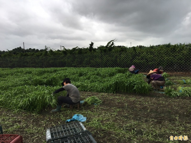 梓官蔬菜專區菜農今持續搶收蔬菜。（記者陳文嬋攝）