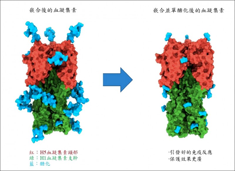 疫苗經過單醣化技術後，可修飾掉多餘的醣（藍色部分），讓不易突變區域露出，利於人體免疫系統辨識，引起更好的保護效果。 （中研院提供）