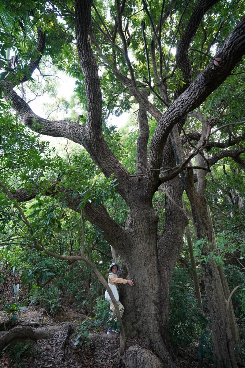 台南哈赫拿爾森林 發現參天巨木
