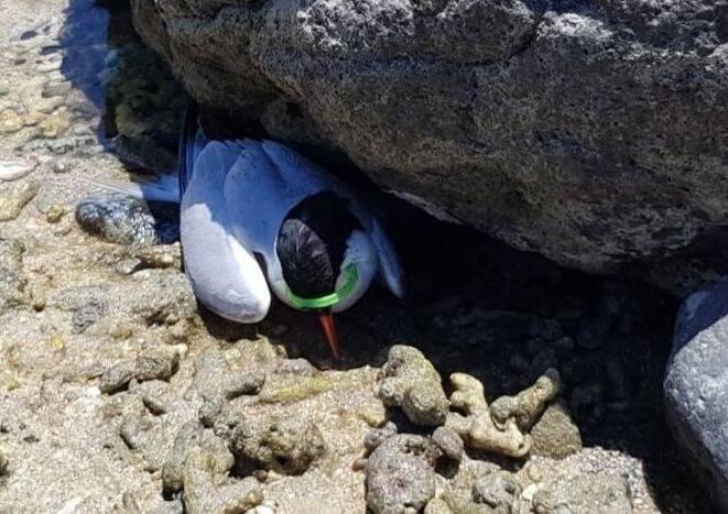 紅燕鷗被海廢塑環套住頸部，躲在吉貝石滬教室岩石下方被人發現。（金馬澎分署第七岸巡隊提供）
