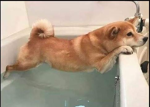 原PO貼出柴犬不願意下水，撐在浴缸的照片。（圖擷自爆廢公社公開版）